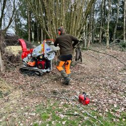 François de Smet - Abattage